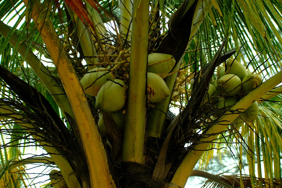 (11) Dscf5509 (day 4 - coconuts).jpg   (950x633)   364 Kb                                    Click to display next picture